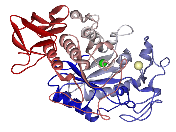 Classification of enzyme