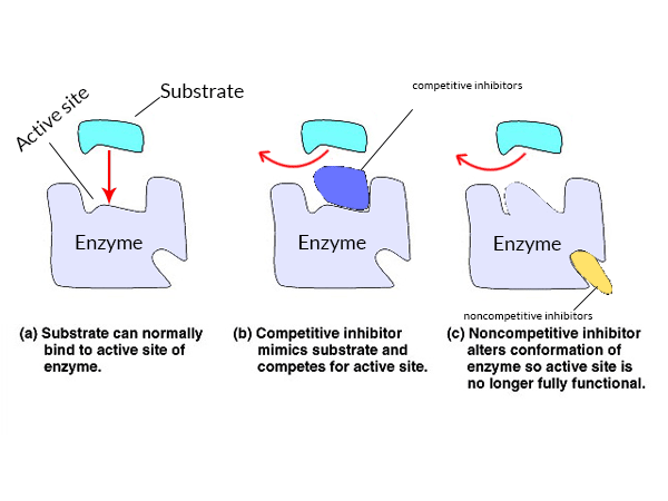 Enzyme Inhibitors and Classification of Enzyme Inhibition