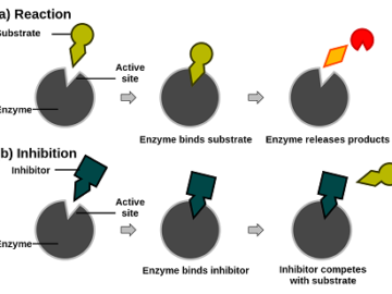 Allosteric Enzyme Regulation and Covalent Enzyme modification