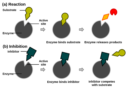 Allosteric Enzyme Regulation and Covalent Enzyme modification