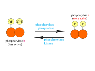 Enzymes in the Phosphorylation and Dephosphorylation